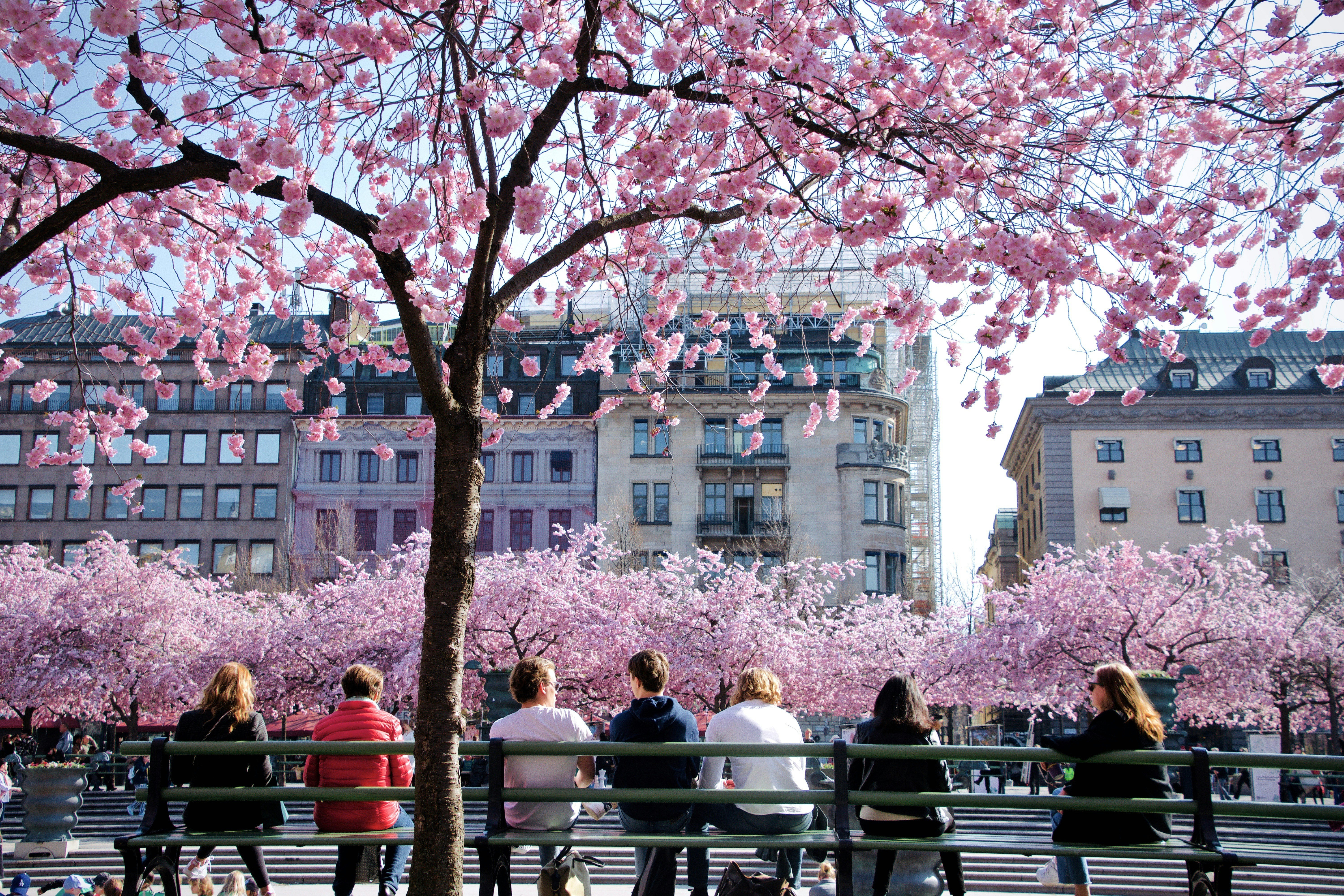 Stockholm Cherry Blossom